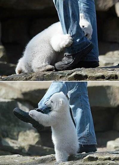 polar bear cub attacks jeans