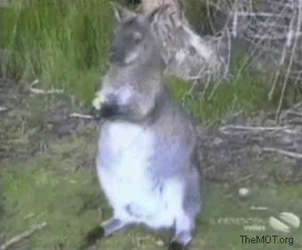 Animated Gif Yoink Bird Kangaroo