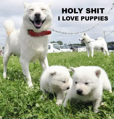 white dog i love puppies